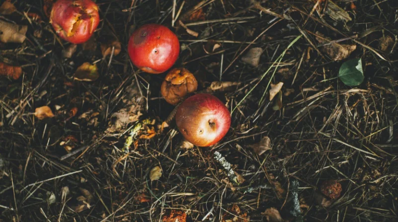 Composting